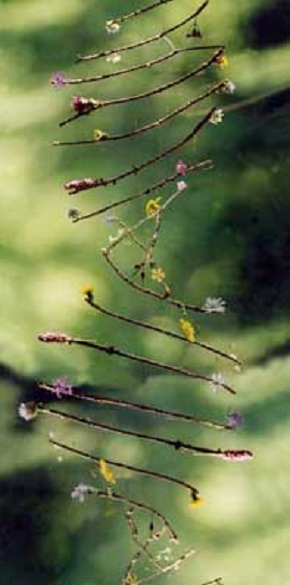 dna